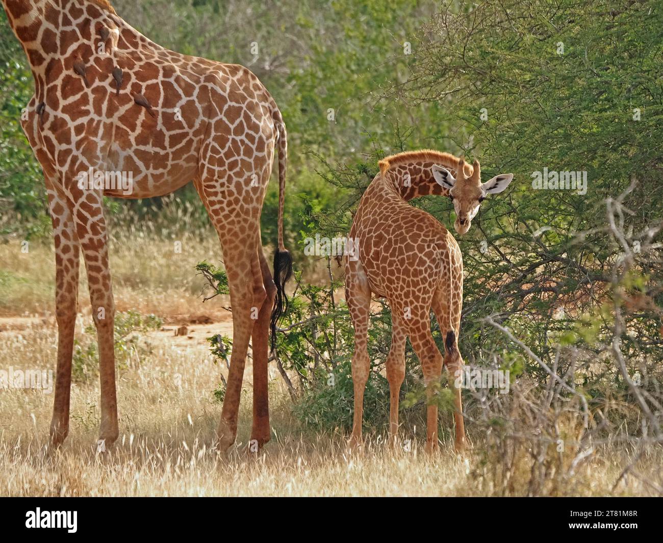 Giraffa reticulata hi-res stock photography and images - Alamy