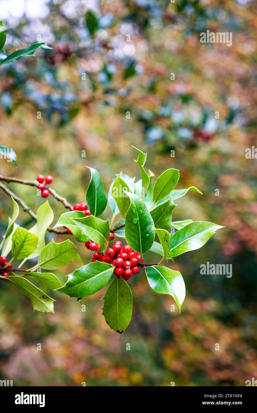 Holly berries and leaves Stock Photo