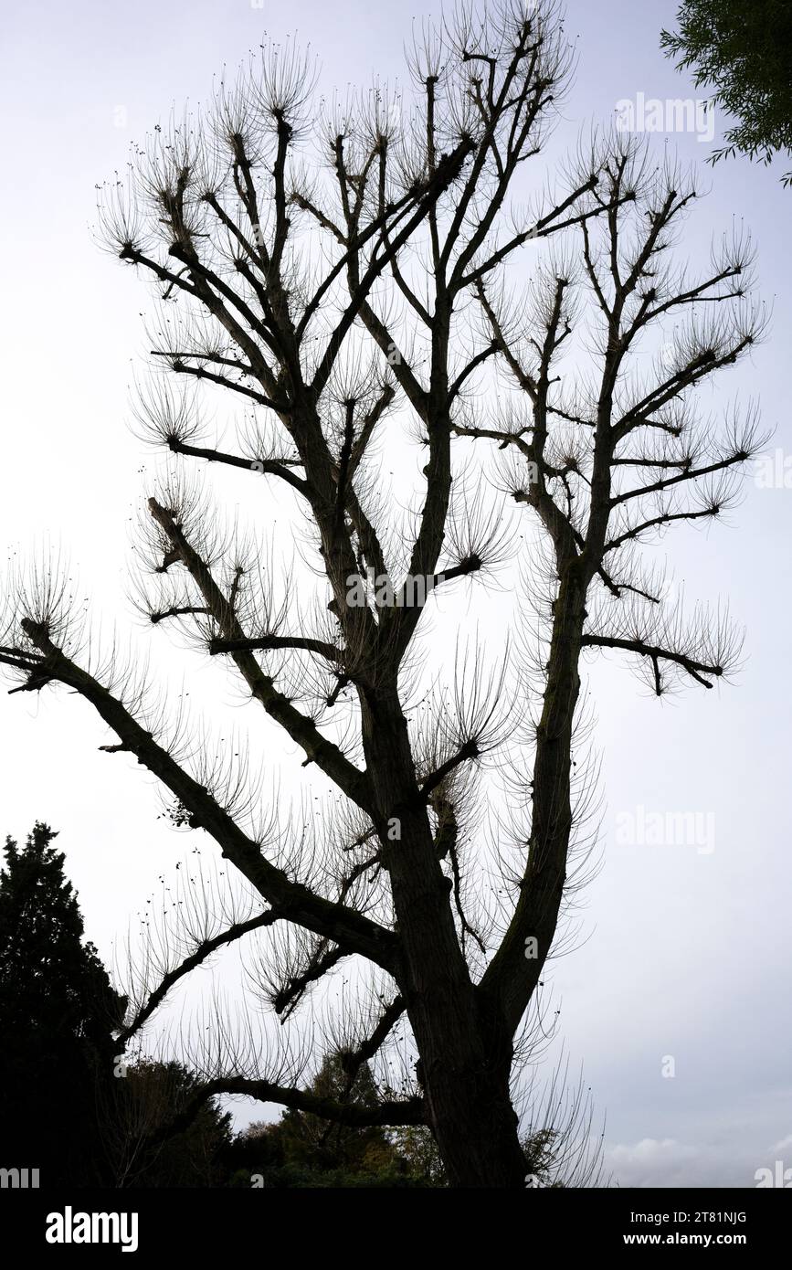 Winter tree branches silhouette hi-res stock photography and images - Alamy