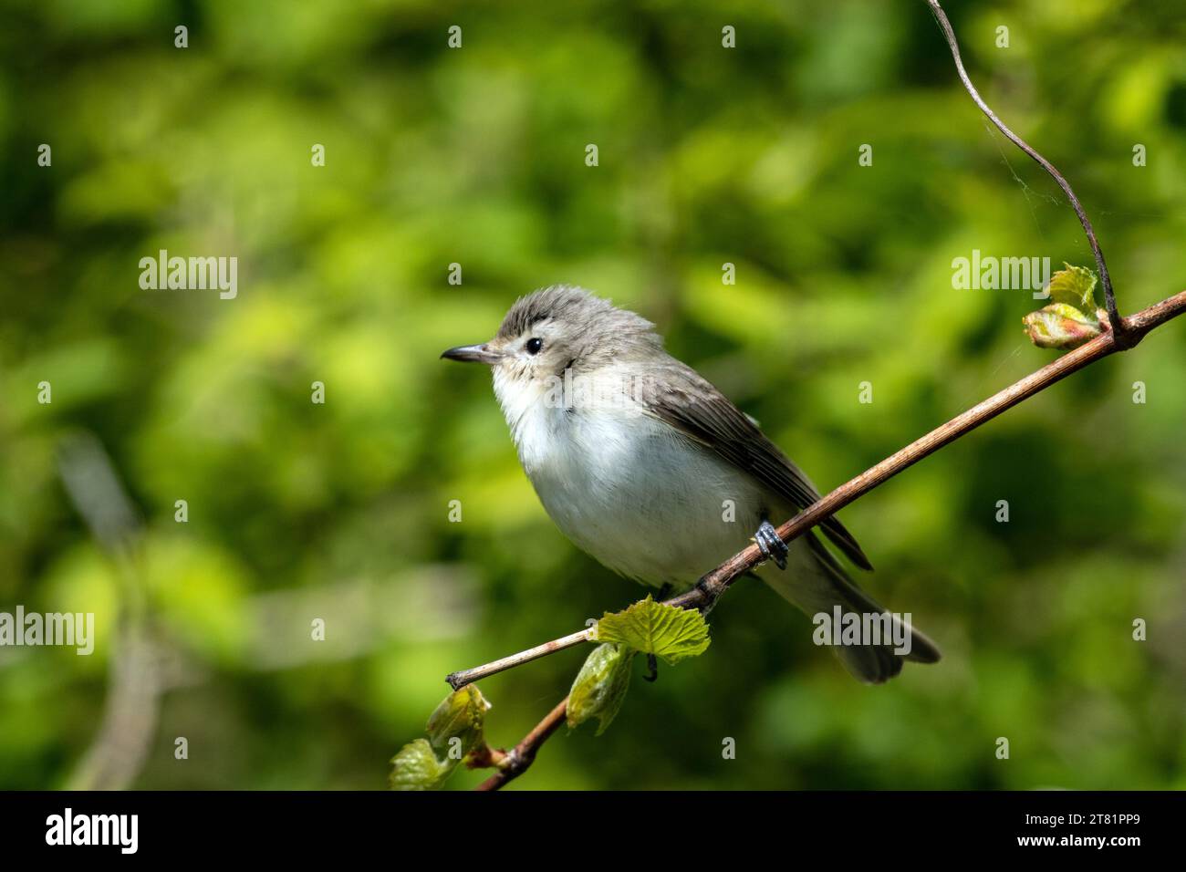 Closeup of Warbling Vireo perching on a leafy branch during spring migration, Long Point, Ontario, Canada Stock Photo