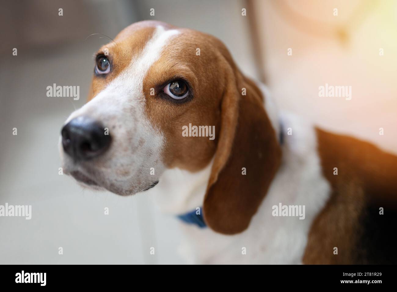 Portrait of beagle dog macro close up view Stock Photo