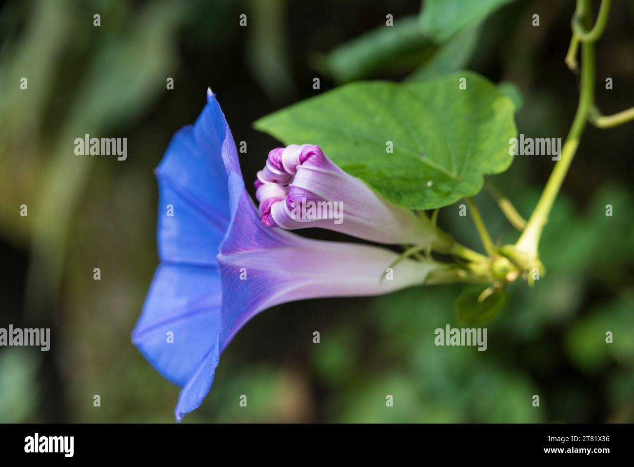 Different kind of flowers capture in pictures, to see their beauty and their details. Stock Photo