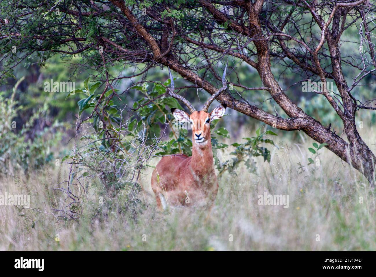 skittish impala in the natural habitat bush and grassland Stock Photo