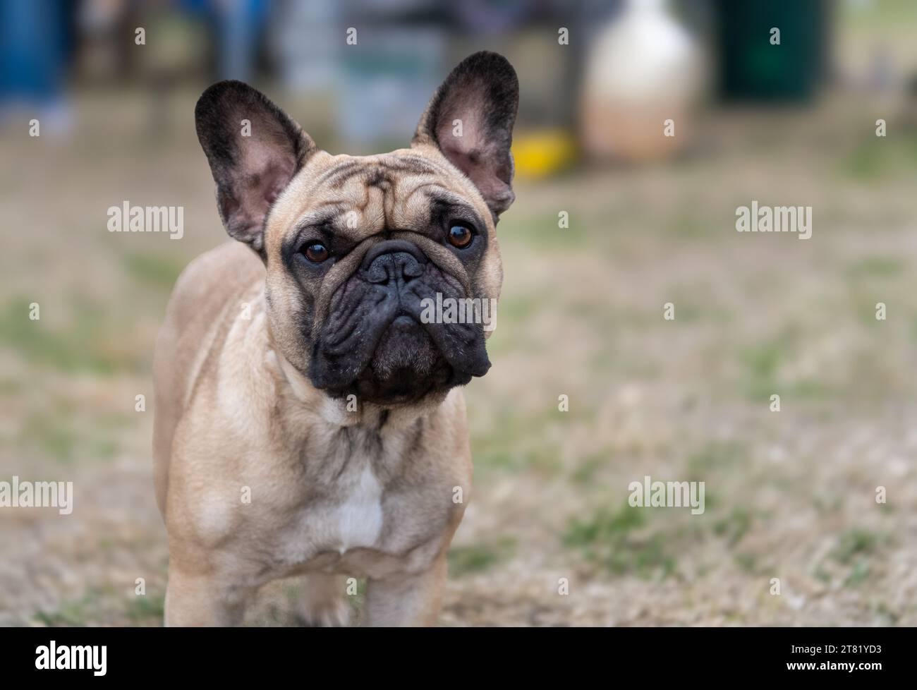Tan French Bulldog looking into the camera Stock Photo