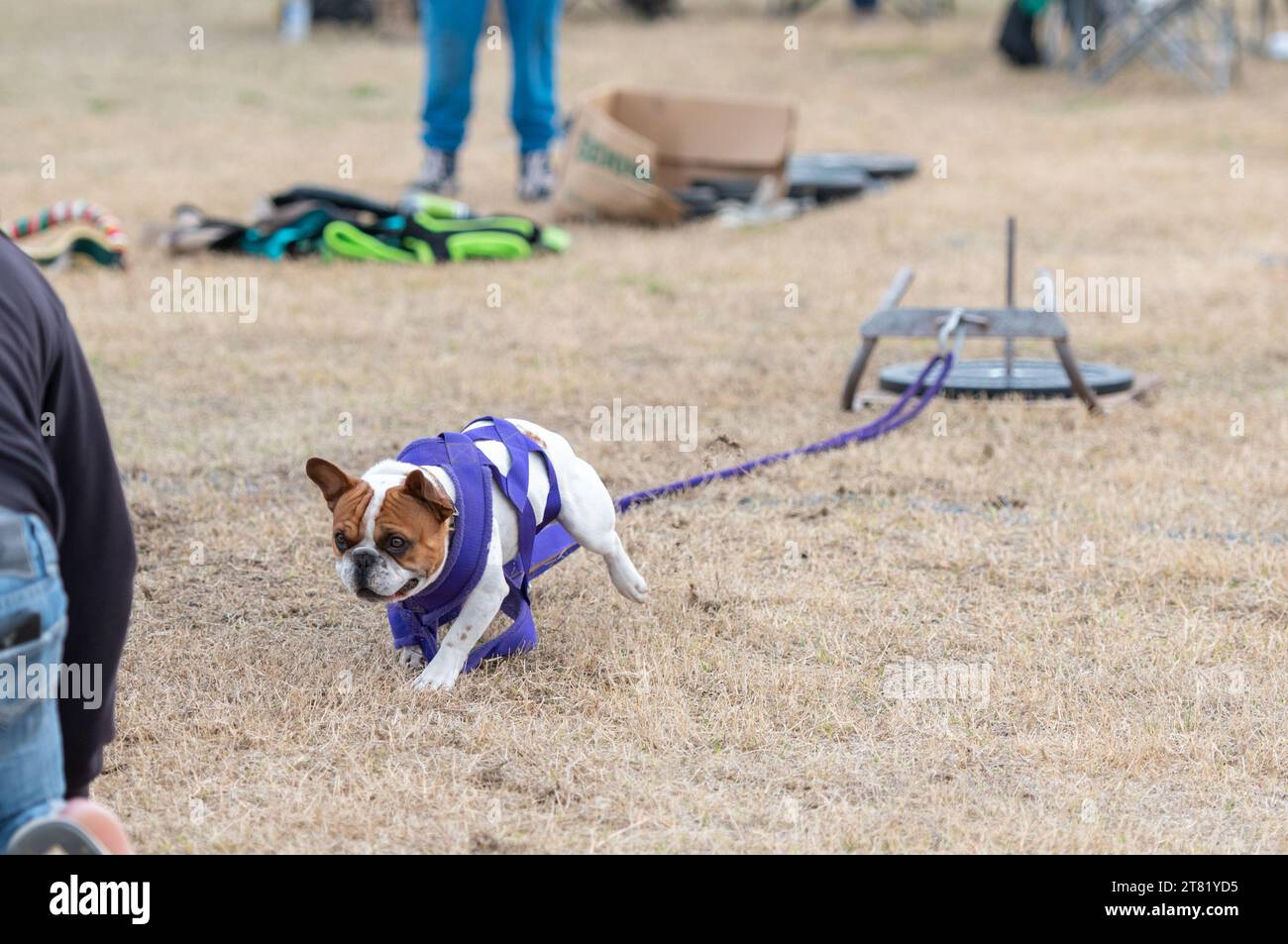 French Bulldog in the grass during a weight pull challenge Stock Photo