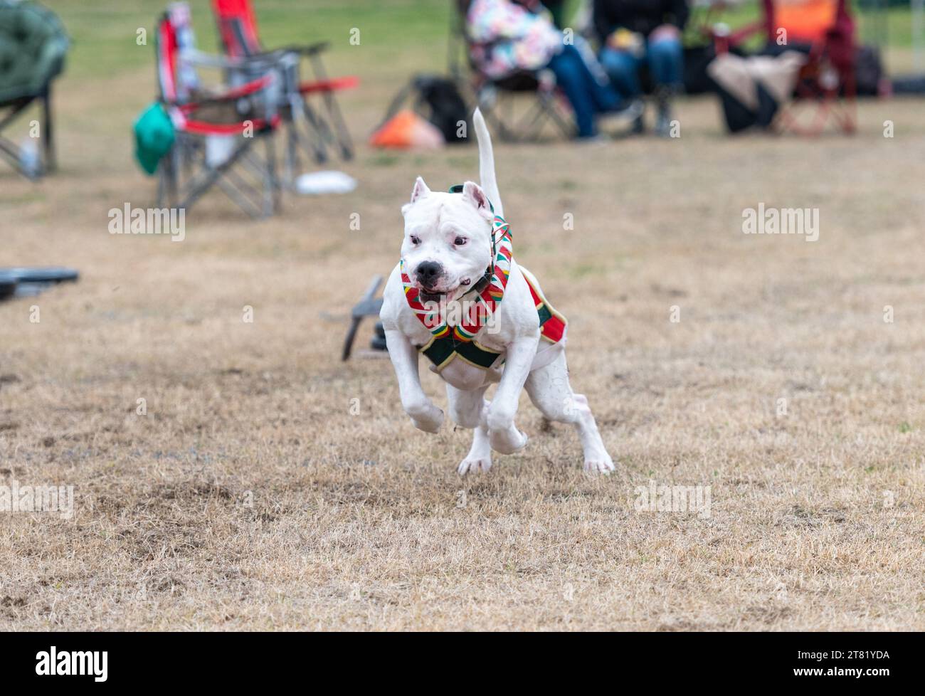 Dogo Argentino dog on the grass pulling a weight sled during a challenge Stock Photo