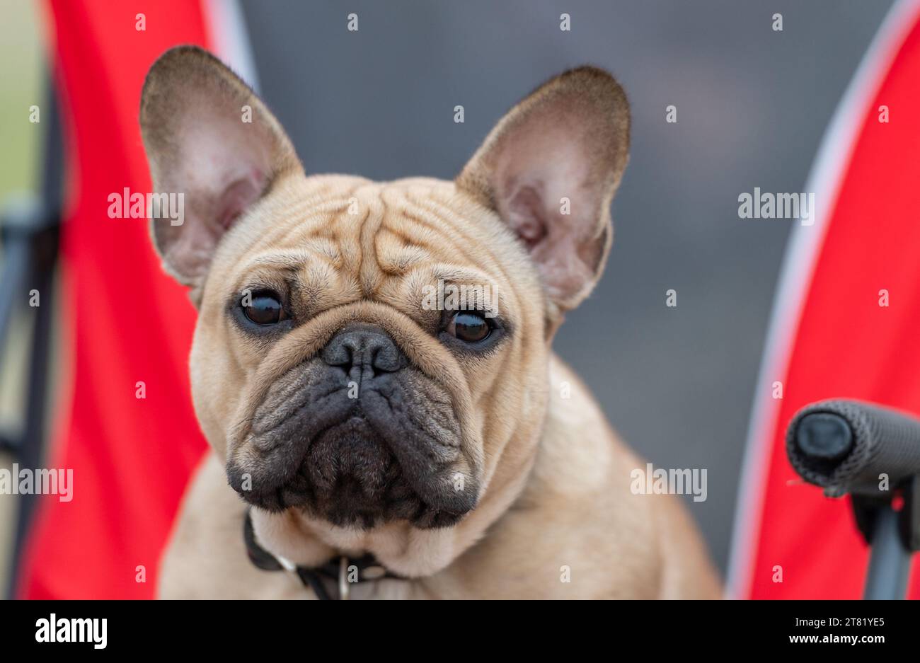 Tan French Bulldog up close in a head portrait Stock Photo