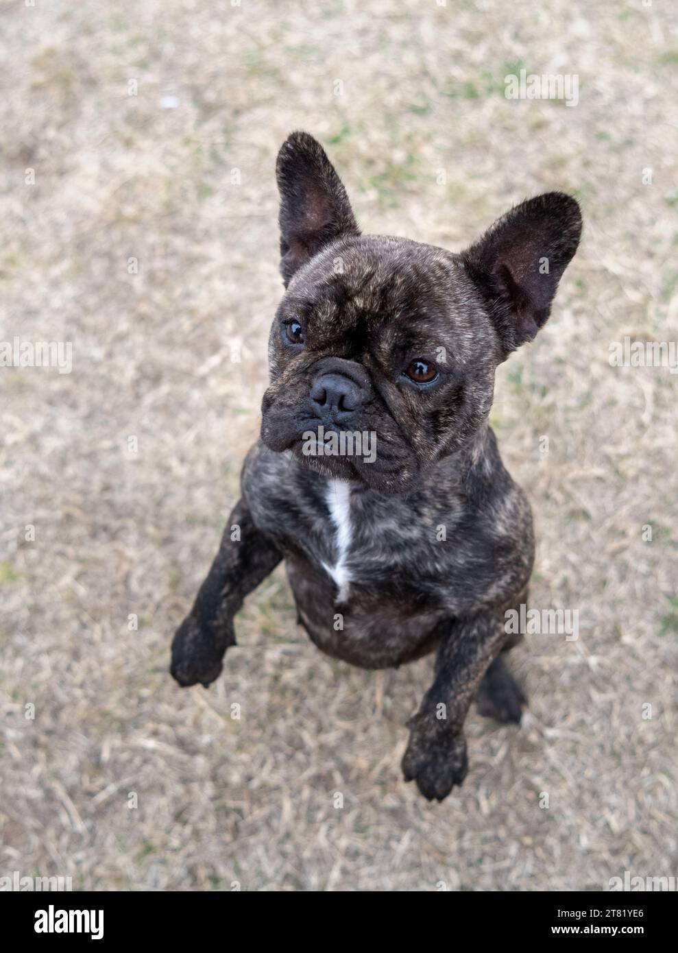 French bulldog in the grass standing on her hind legs Stock Photo