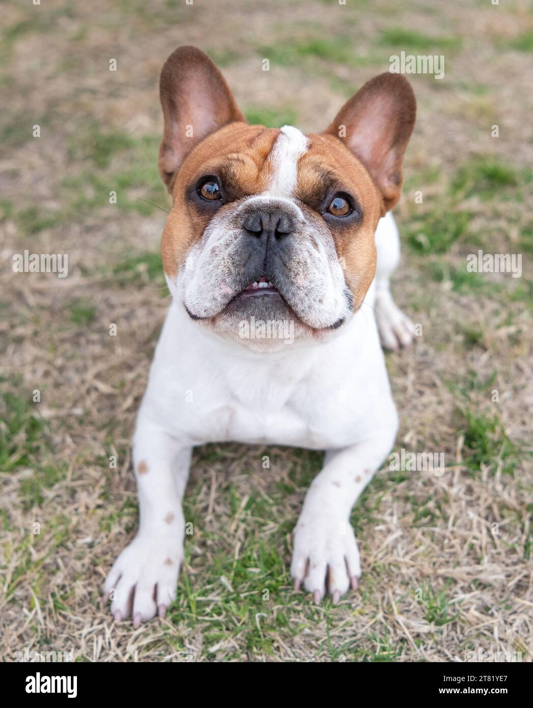 French bulldog lying in the grass looking up at the camera Stock Photo