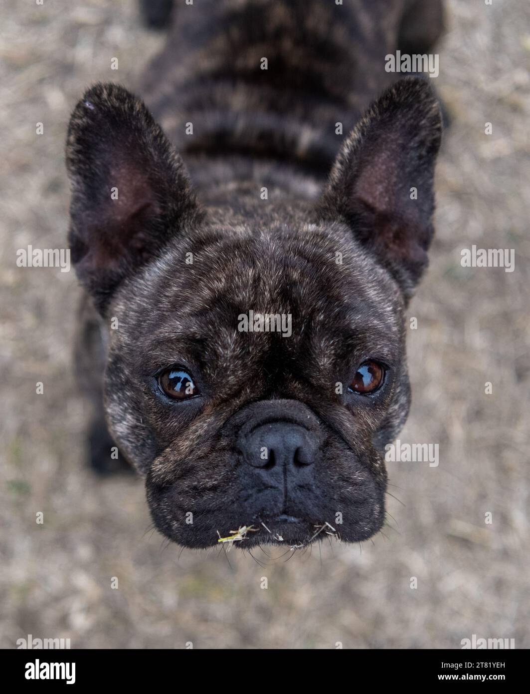 Brindle French bulldog with grass on her lips Stock Photo