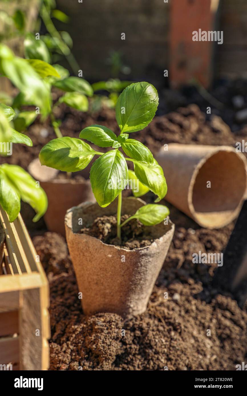 Beautiful seedlings in peat pots on soil outdoors Stock Photo - Alamy