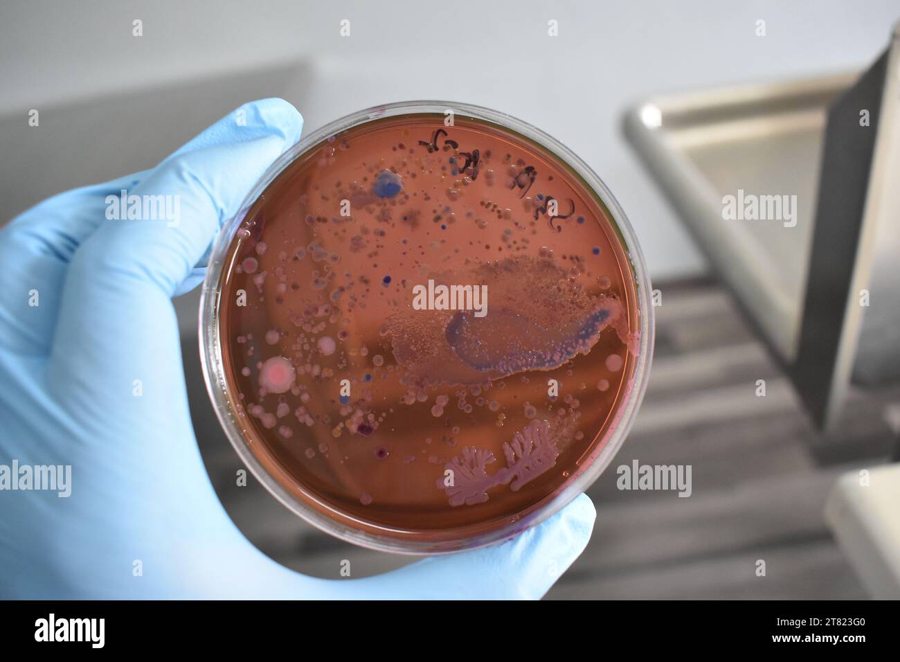 Bacteria colonies or bacteria growth on eosin methylene blue agar plate. Stock Photo