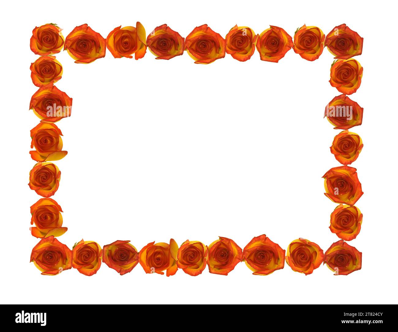 Colorful sweetheart roses nof yellow-red border this white background ...