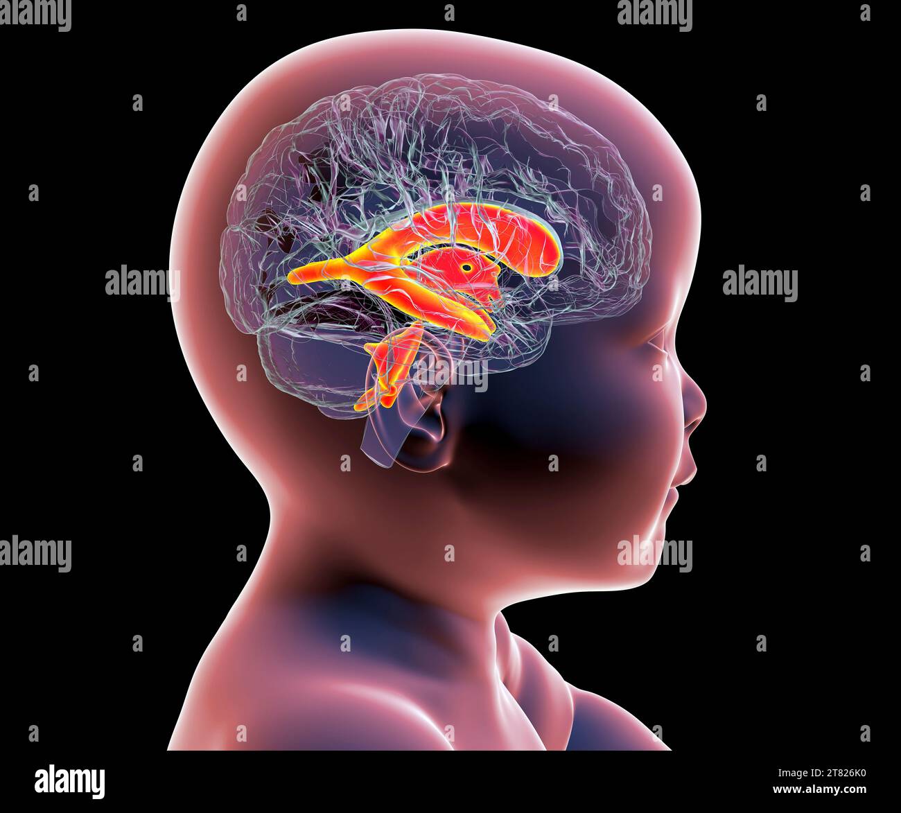 Baby with normal brain ventricles, illustration Stock Photo