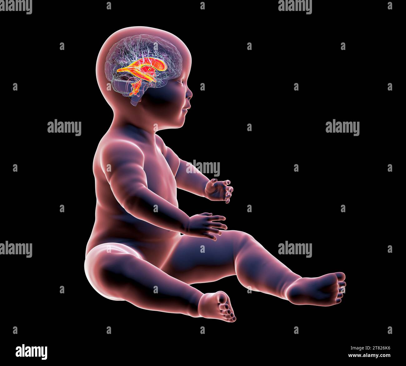 Baby with normal brain ventricles, illustration Stock Photo
