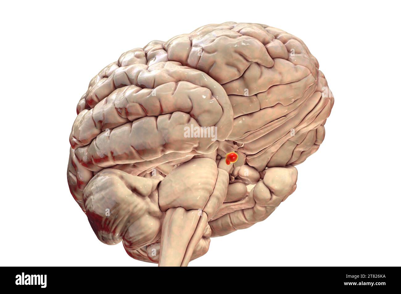 Pituitary gland anatomy, illustration Stock Photo