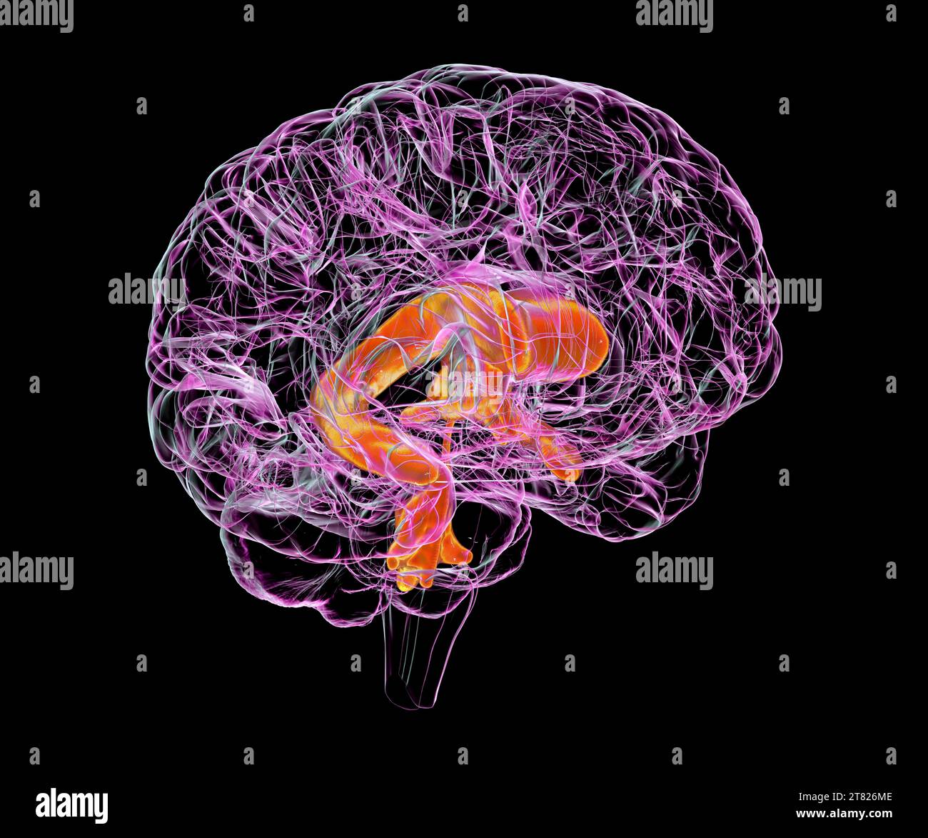 Ventricular system of a child's brain, illustration Stock Photo