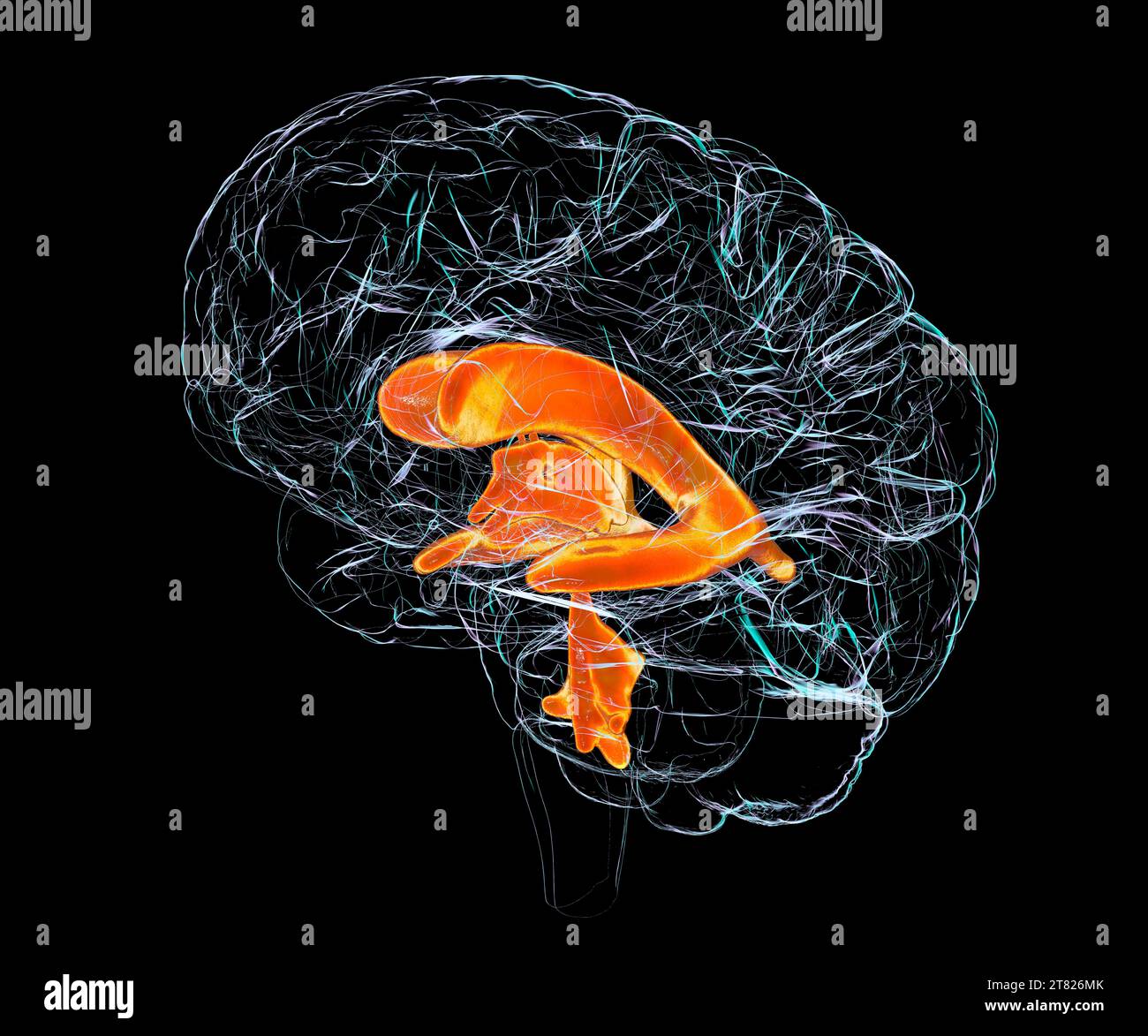 Ventricular system of a child's brain, computer illustration. The