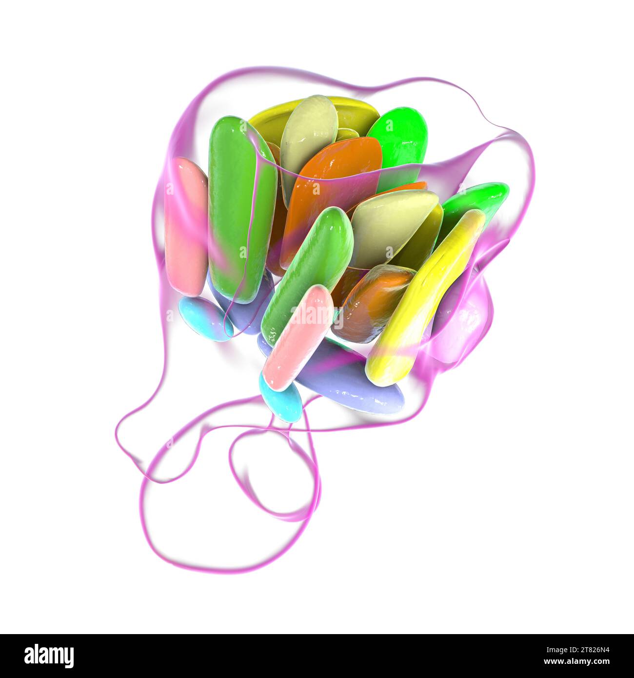 Hypothalamic nuclei, illustration Stock Photo