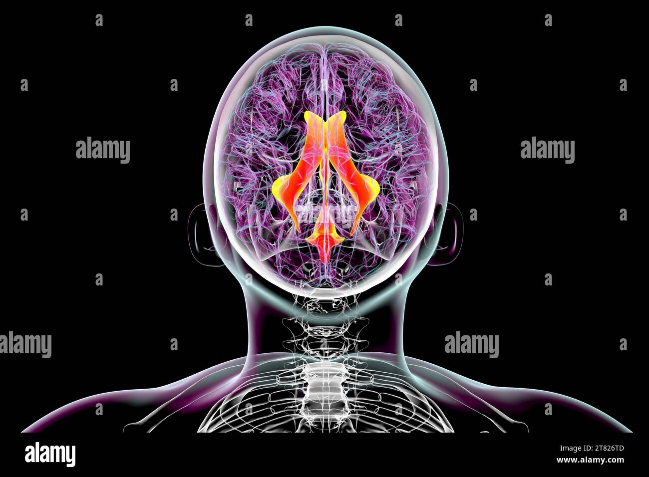 Ventricular system of the brain, illustration Stock Photo