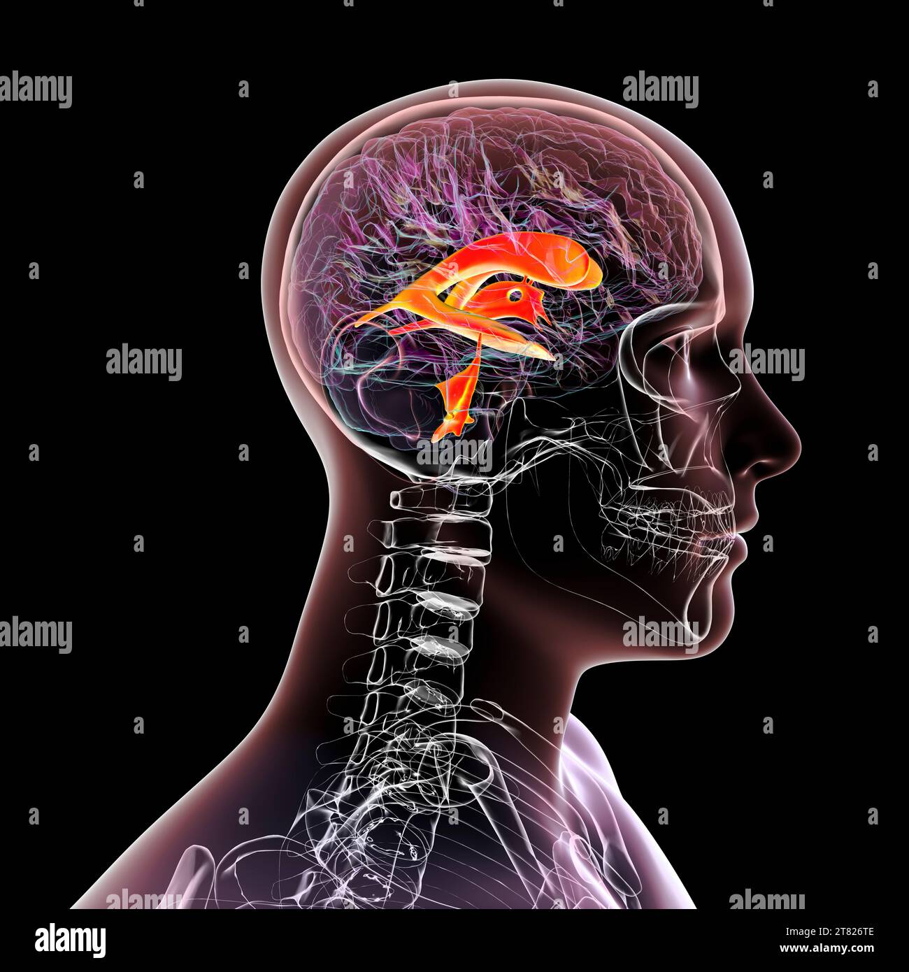 Ventricular system of the brain, illustration Stock Photo