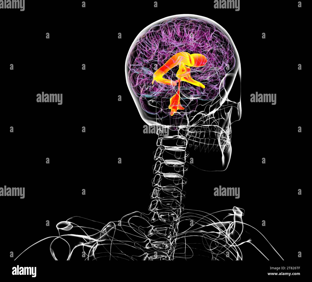 Ventricular system of the brain, computer illustration. The ventricles