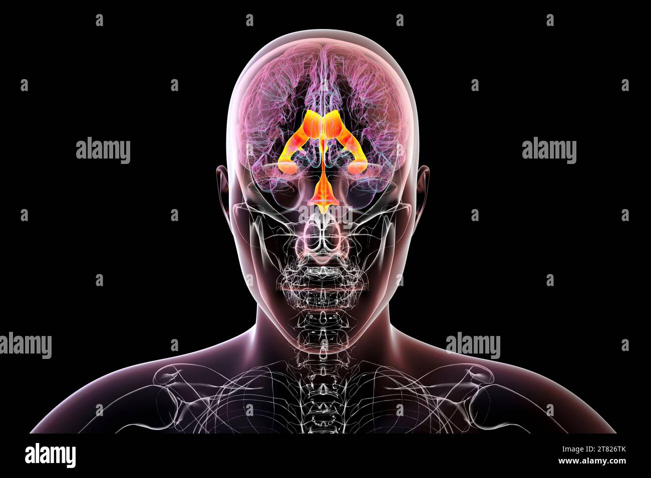 Ventricular system of the brain, computer illustration. The ventricles