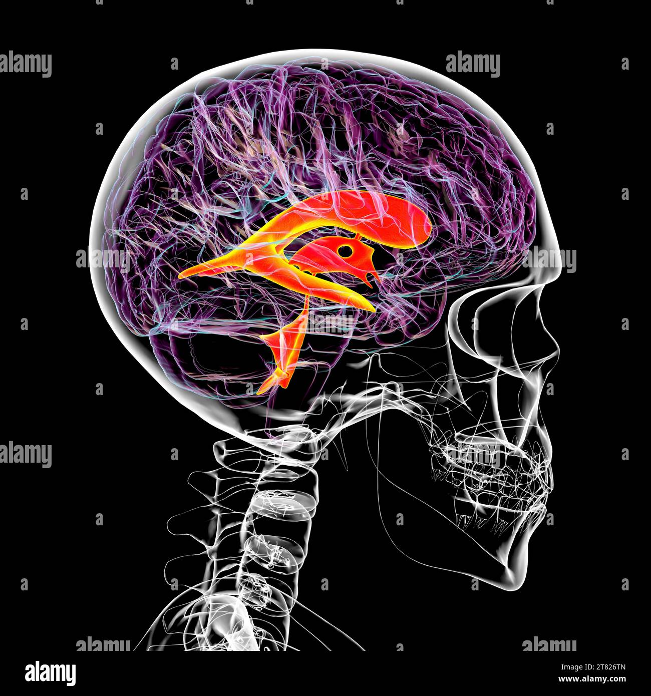 Ventricular system of the brain, illustration Stock Photo