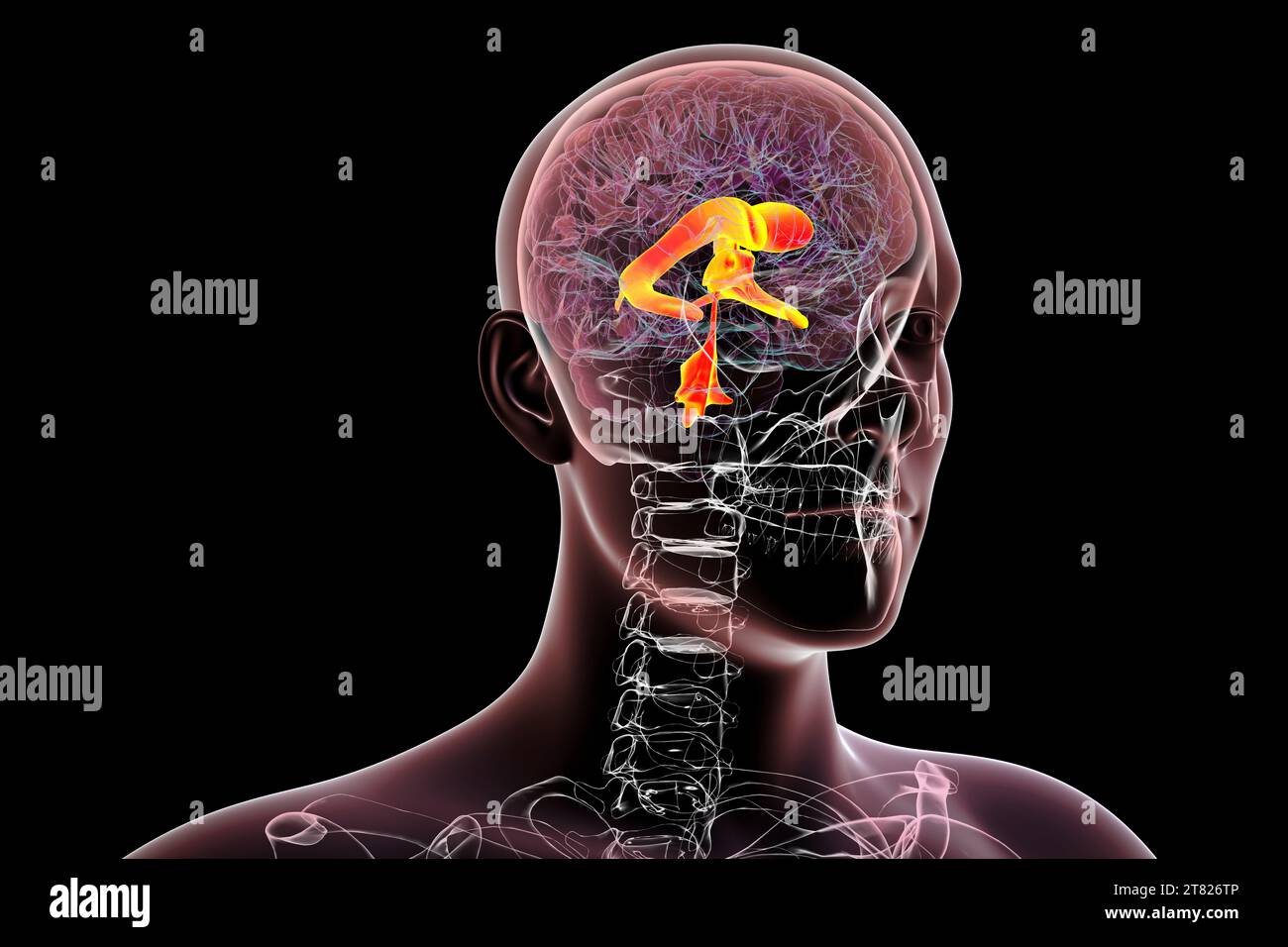 Ventricular system of the brain, computer illustration. The ventricles