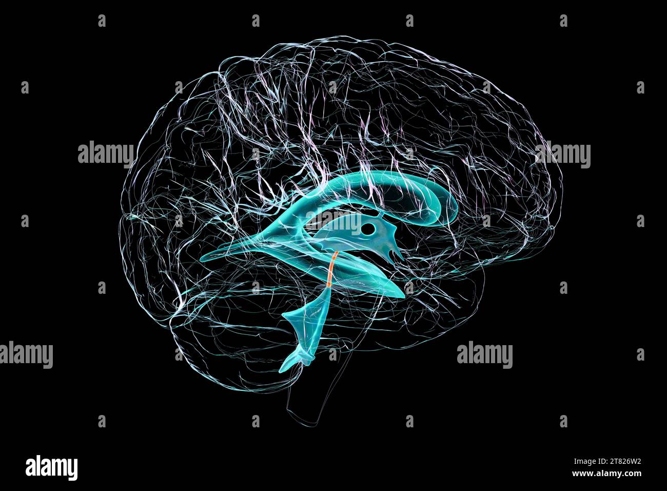 Cerebral aqueduct, illustration Stock Photo