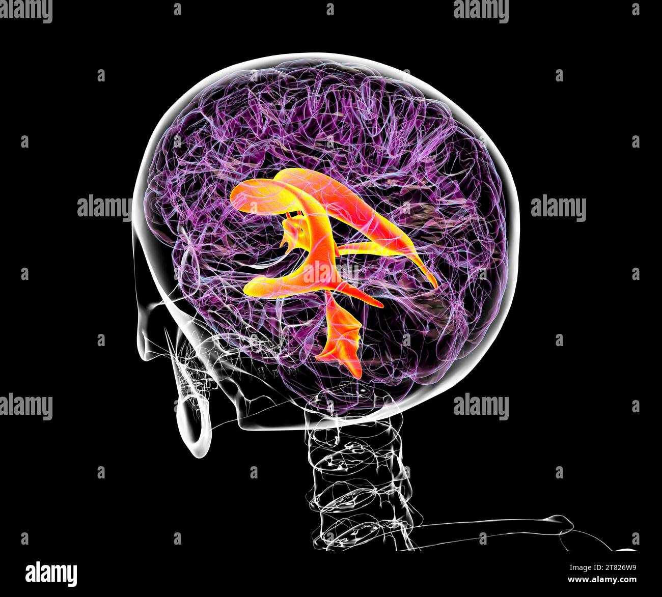 Ventricular system of the brain, illustration Stock Photo