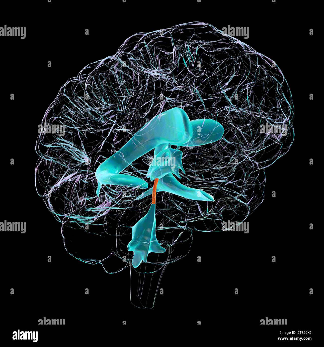 Cerebral aqueduct, illustration Stock Photo