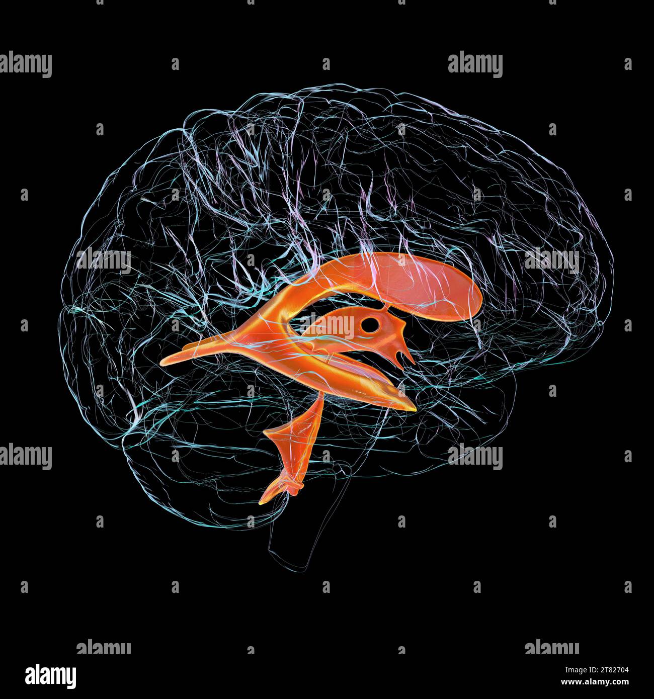 Ventricular system of brain, computer illustration. The ventricles are
