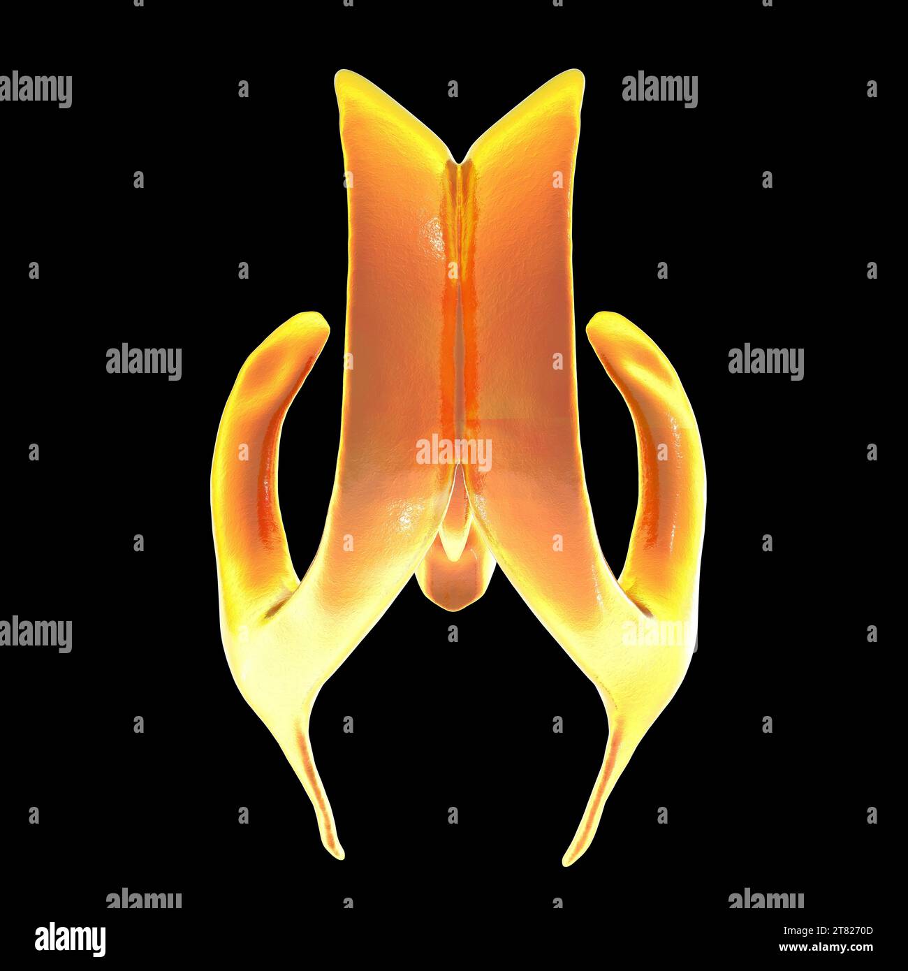 Ventricular system of brain, computer illustration. The ventricles are cavities in the brain