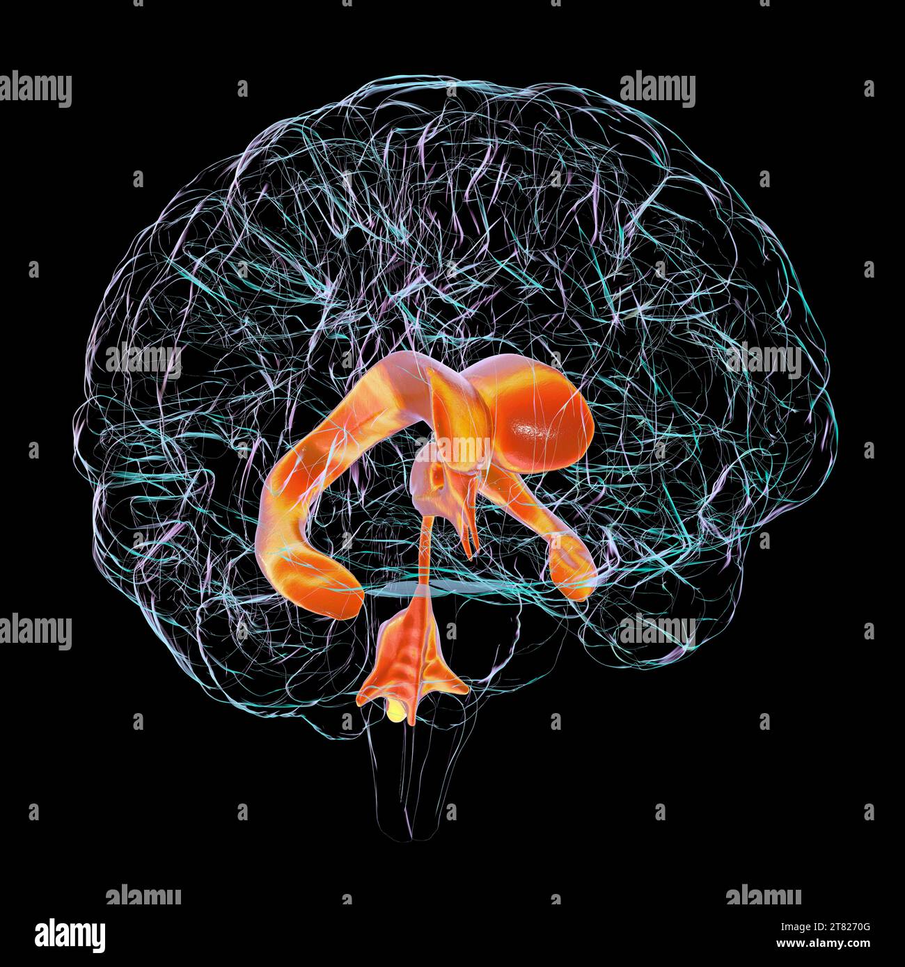 Ventricular system of brain, computer illustration. The ventricles are