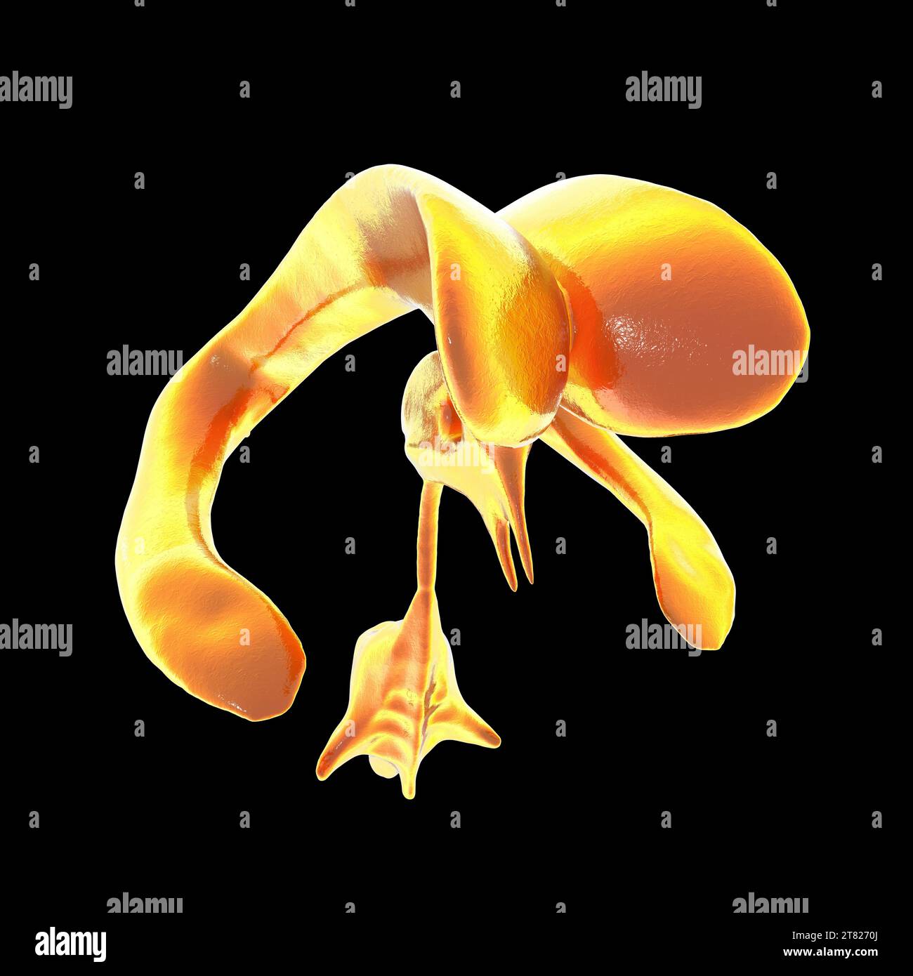 Ventricular system of brain, computer illustration. The ventricles are