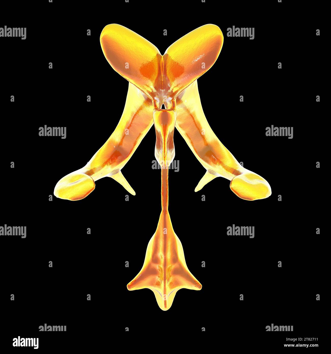 Ventricular system of brain, computer illustration. The ventricles are cavities in the brain