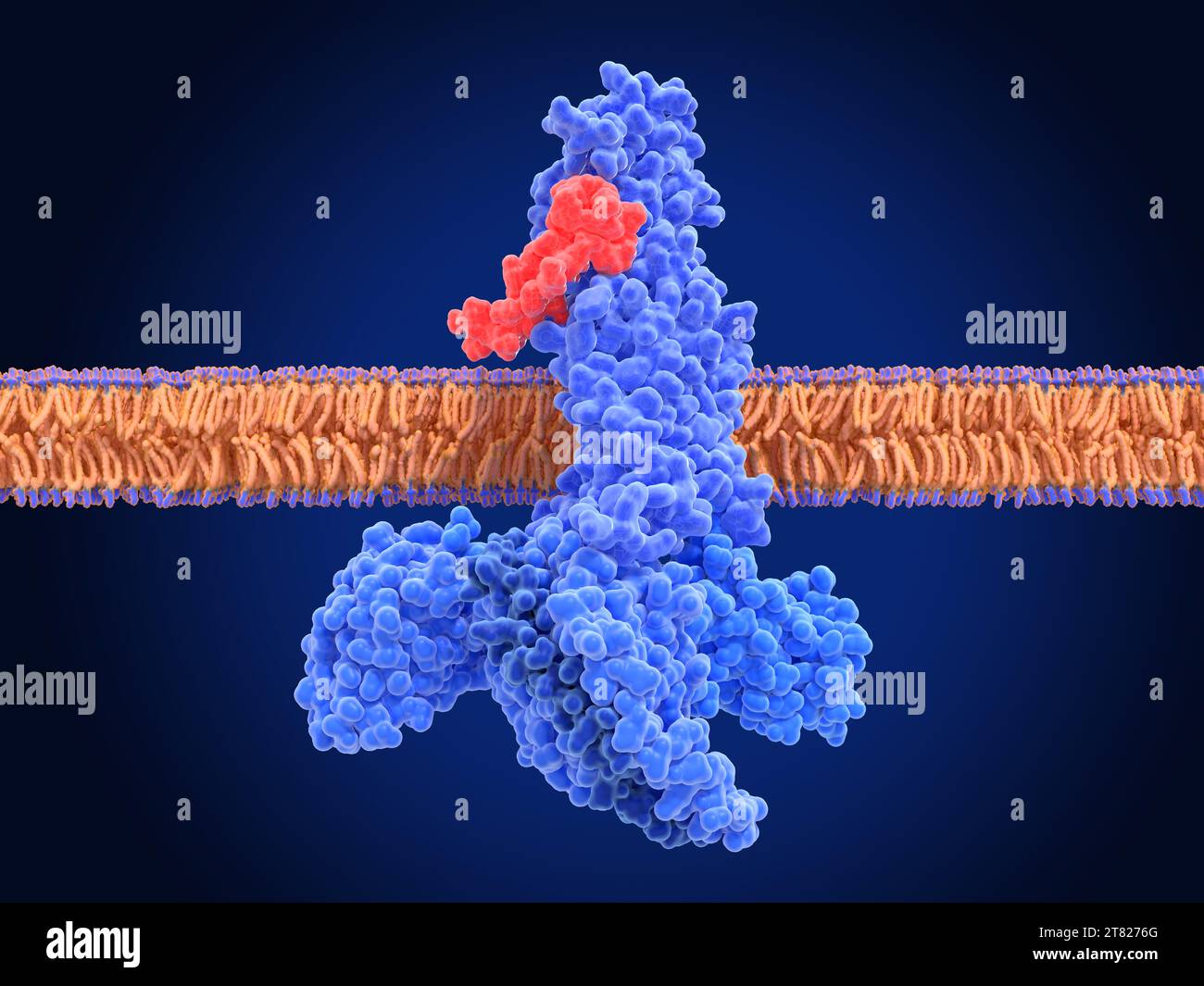 GLP-1 receptor activated by semaglutide, illustration Stock Photo