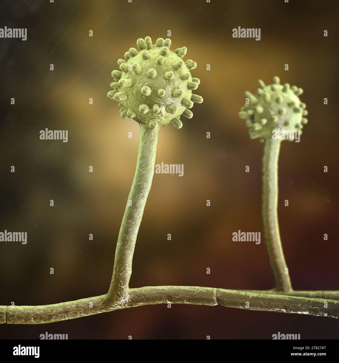 Histoplasma capsulatum fungus, illustration Stock Photo