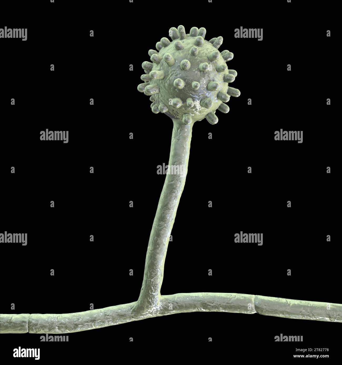 Histoplasma capsulatum fungus, illustration Stock Photo