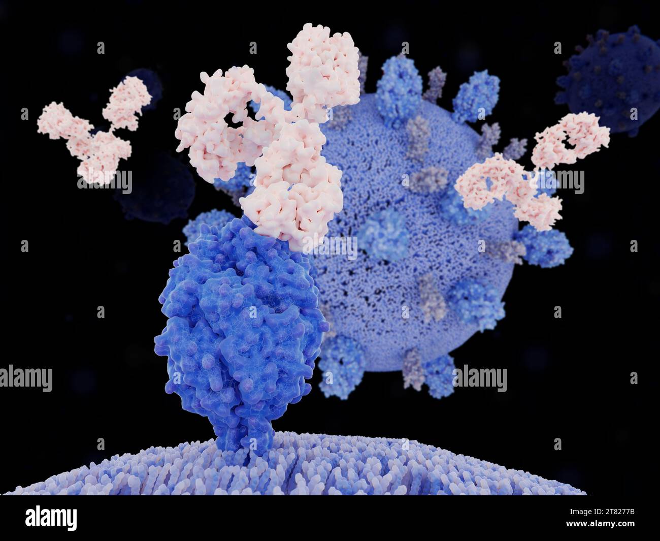 Antibody binding to respiratory syncytial virus, illustration Stock