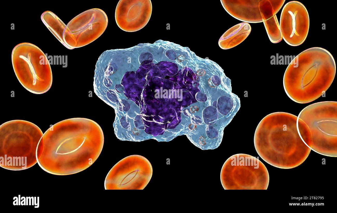Macrophage, illustration Stock Photo