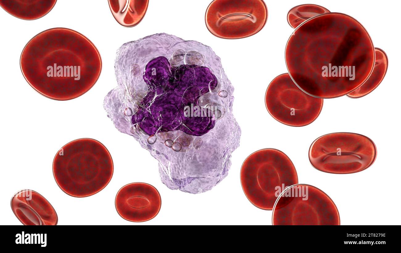 Macrophage, illustration Stock Photo