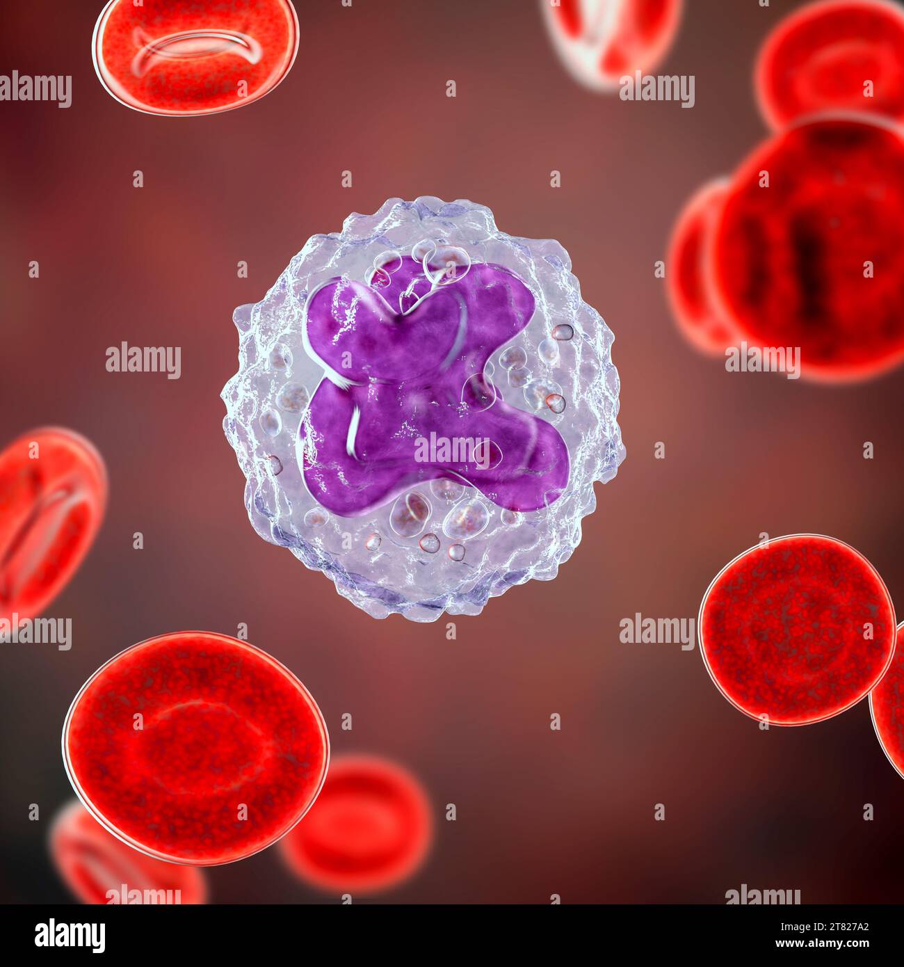 Monocyte and red blood cells, illustration Stock Photo