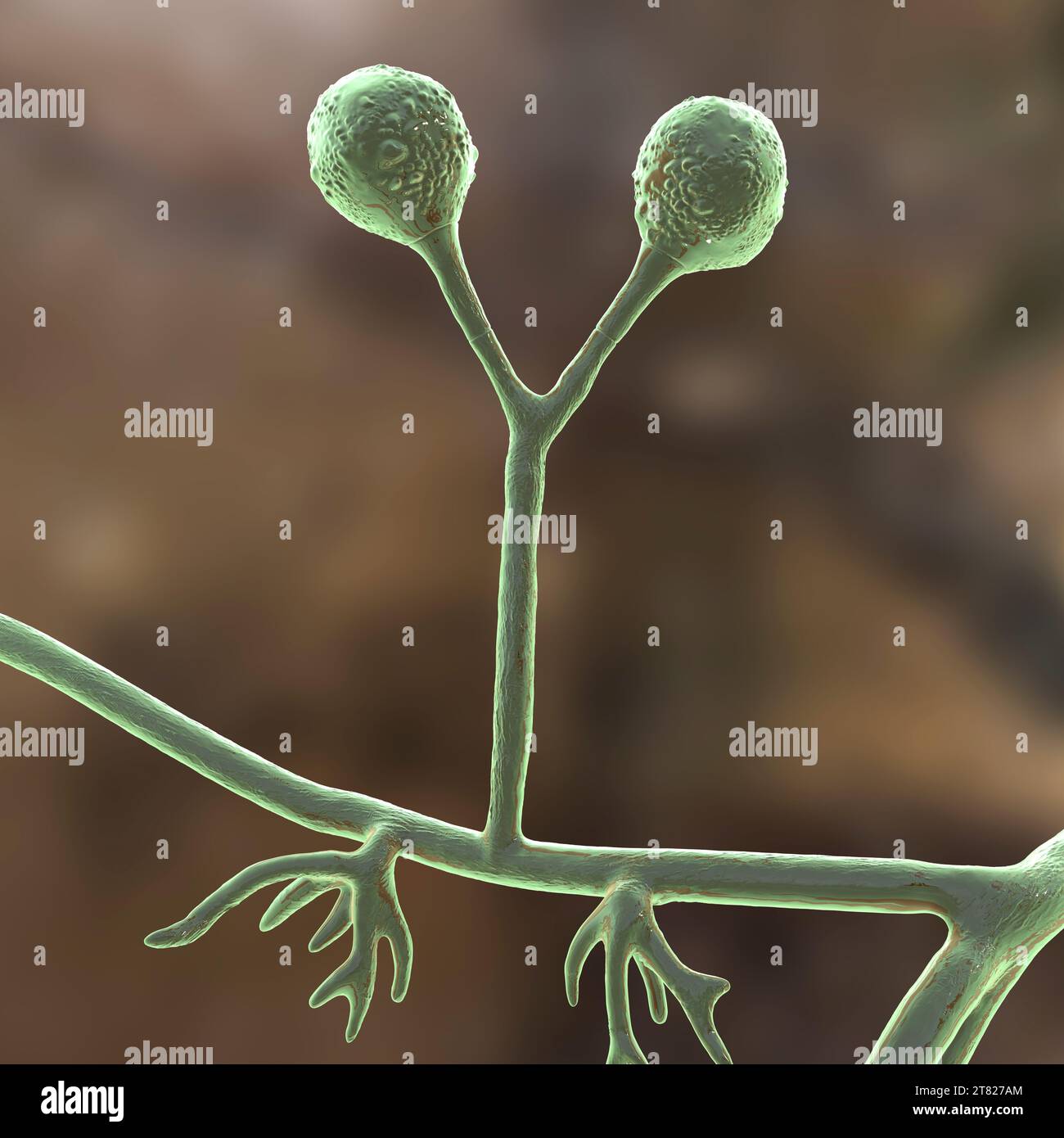 Rhizomucor fungi, illustration Stock Photo - Alamy