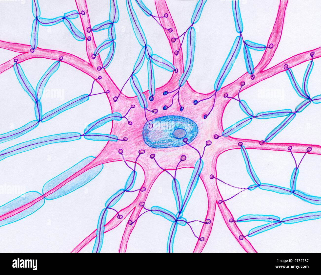 Synaptic endings on a motor neuron, illustration Stock Photo