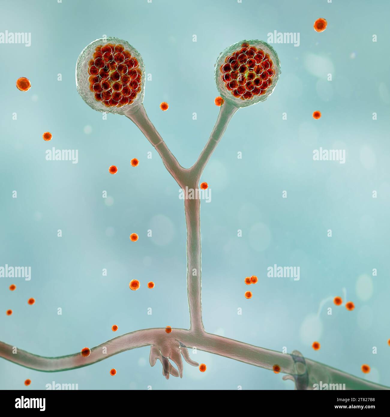 Rhizomucor fungi, illustration Stock Photo - Alamy