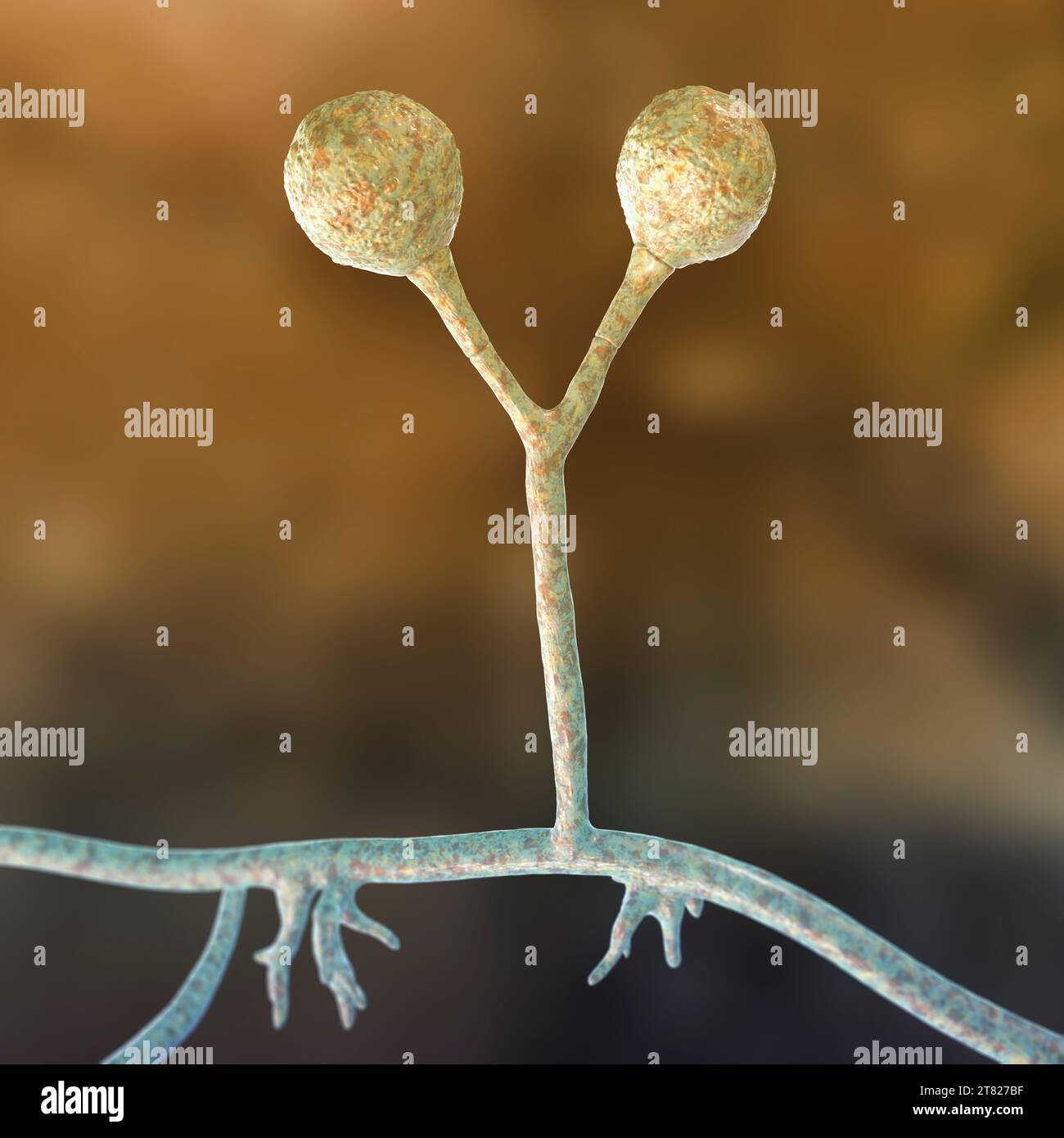 Rhizomucor fungi, illustration Stock Photo
