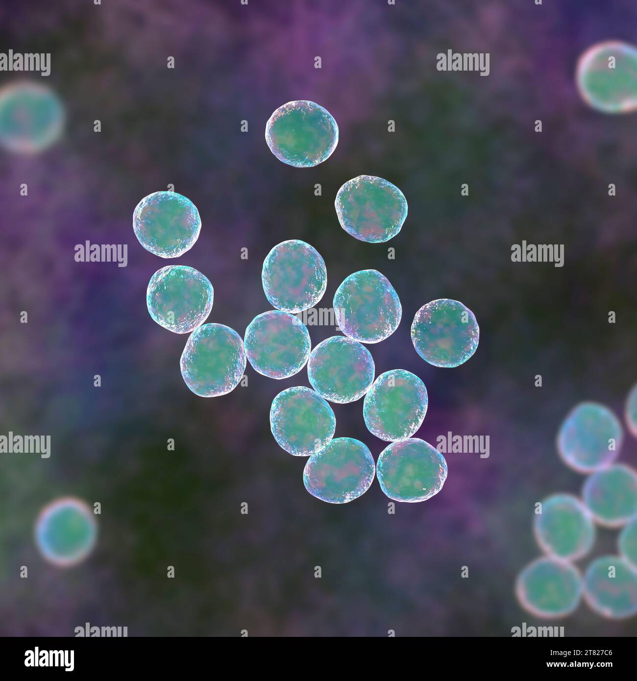 Staphylococcus bacteria, illustration Stock Photo - Alamy