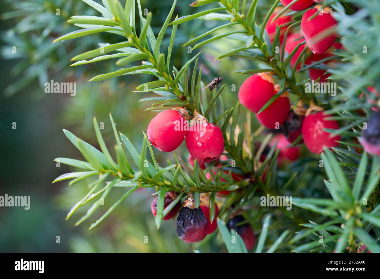 Taxus baccata,  common yew red cones on twig closeup selective focus Stock Photo